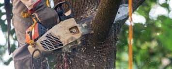 Best Arborist Consultation Services  in Bayboro, NC