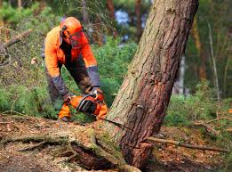 Best Emergency Tree Removal  in Bayboro, NC