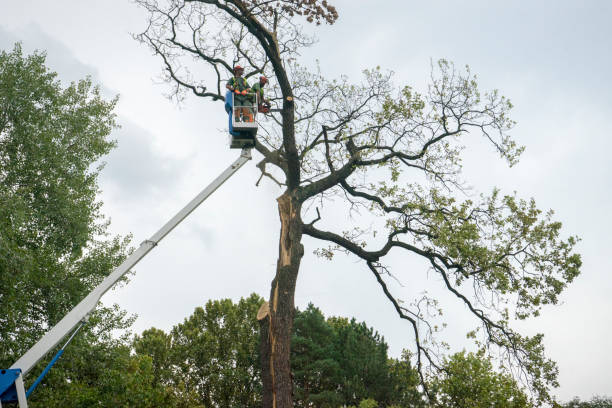 Best Tree Disease Treatment  in Bayboro, NC