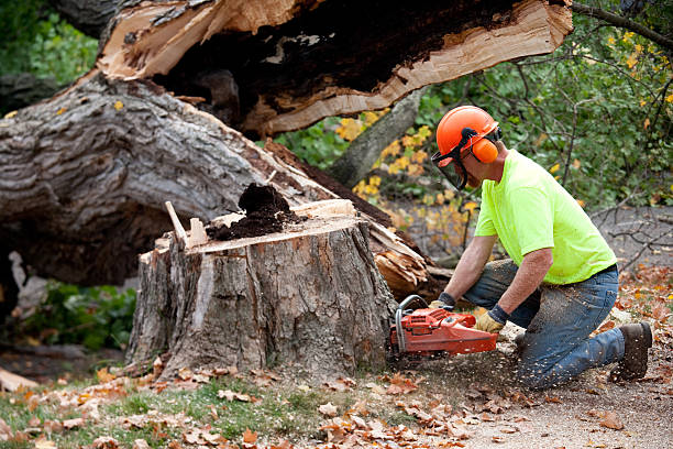 Best Tree Maintenance Programs  in Bayboro, NC