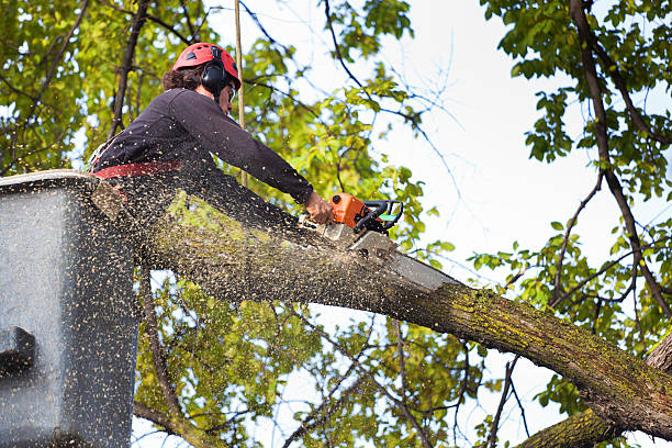 How Our Tree Care Process Works  in Bayboro, NC